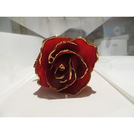 Red Real Rose
