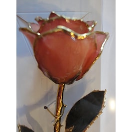 Pink Real Rose