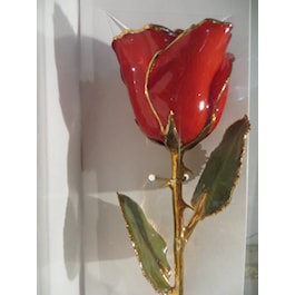 Red Real Rose