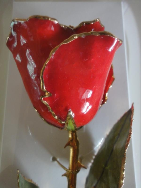 Red Real Rose